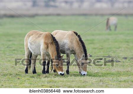"Przewalski's Horses (Equus ferus przewalskii), Emsland, Lower Saxony, Germany, Europe" View Large Photo Image Stock Photo - "Przewalski's Horses (Equus ferus przewalskii), Emsland, Lower Saxony, Germany, Europe". Fotosearch