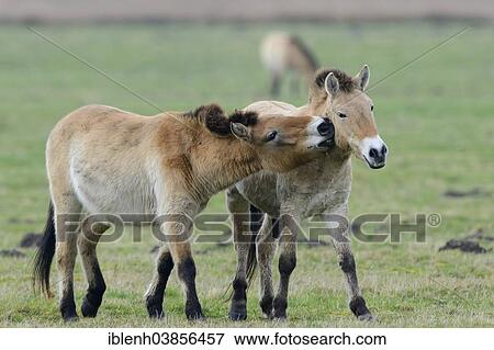 "Przewalski's Horses (Equus ferus przewalskii), Emsland, Lower Saxony, Germany, Europe" View Large Photo Image Stock Photo - "Przewalski's Horses (Equus ferus przewalskii), Emsland, Lower Saxony, Germany, Europe". Fotosearch