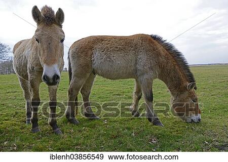 "Przewalski's Horses (Equus ferus przewalskii), Emsland, Lower Saxony, Germany, Europe" View Large Photo Image Stock Photo - "Przewalski's Horses (Equus ferus przewalskii), Emsland, Lower Saxony, Germany, Europe". Fotosearch
