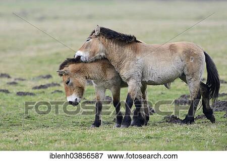 "Przewalski's Horses (Equus ferus przewalskii), Emsland, Lower Saxony, Germany, Europe" View Large Photo Image Stock Photo - "Przewalski's Horses (Equus ferus przewalskii), Emsland, Lower Saxony, Germany, Europe". Fotosearch