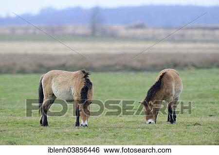 "Przewalski's Horses (Equus ferus przewalskii), Emsland, Lower Saxony, Germany, Europe" View Large Photo Image Stock Photograph - "Przewalski's Horses (Equus ferus przewalskii), Emsland, Lower Saxony, Germany, Europe". Fotosearch