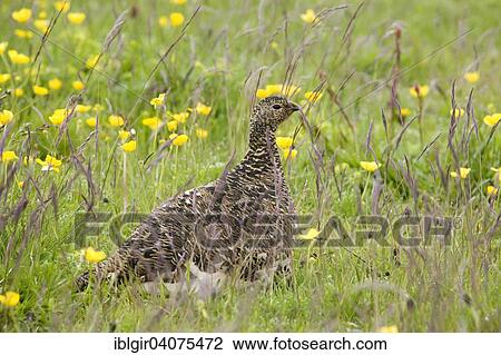 Stock Image - "Ptarmigan (Lagopus mutus), Iceland, Europe". Fotosearch