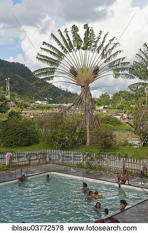 "Public swimming pool, outdoor pool, Traveller's Tree (Ravenala madagascariensis), Ranomafana, Madagascar, Africa" View Large Photo Image Stock Photo - "Public swimming pool, outdoor pool, Traveller's Tree (Ravenala madagascariensis), Ranomafana, Madagascar, Africa". Fotosearch