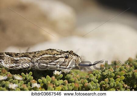 Stock Photograph - "Puff Adder (Bitis arietans) on Dewflowers (Drosanthemum paxianum), Living Desert Snake Park, Swakopmund, Erongo Region, Namibia, Africa". Fotosearch