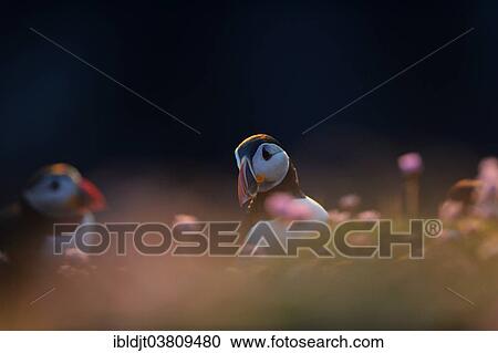 "Puffin (Fratercula arctica) among thrift in late evening, Sumburgh Head RSPB Reserve, South Mainland, Shetland Islands, Scotland, United Kingdom, Europe" View Large Photo Image Stock Image - "Puffin (Fratercula arctica) among thrift in late evening, Sumburgh Head RSPB Reserve, South Mainland, Shetland Islands, Scotland, United Kingdom, Europe". Fotosearch