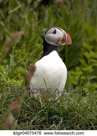 "Puffin (Fratercula arctica), Iceland, Europe" View Large Photo Image Stock Photograph - "Puffin (Fratercula arctica), Iceland, Europe". Fotosearch