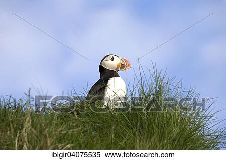 Stock Photography - "Puffin (Fratercula arctica), Iceland, Europe". Fotosearch