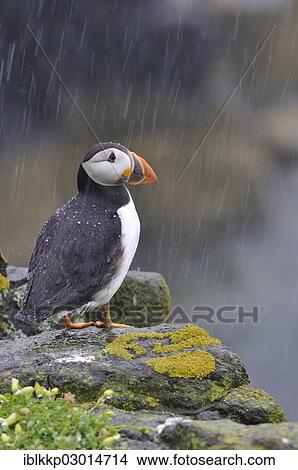 "Puffin (Fratercula arctica) in the rain, Isle of may, Scotland, United Kingdom, Europe" View Large Photo Image Picture - "Puffin (Fratercula arctica) in the rain, Isle of may, Scotland, United Kingdom, Europe". Fotosearch