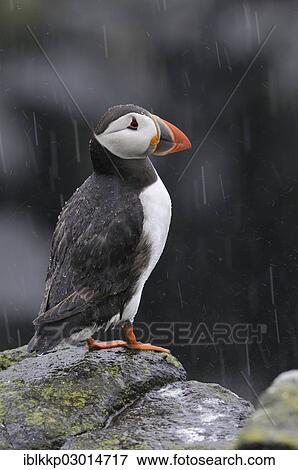 Stock Photo - "Puffin (Fratercula arctica) in the rain, Isle of may, Scotland, United Kingdom, Europe". Fotosearch