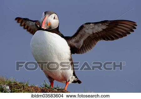 Picture - "Puffin (Fratercula arctica), Latrabjarg, Westfjords, Iceland, Europe". Fotosearch