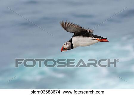 "Puffin (Fratercula arctica), Latrabjarg, Westfjords, Iceland, Europe" View Large Photo Image Picture - "Puffin (Fratercula arctica), Latrabjarg, Westfjords, Iceland, Europe". Fotosearch
