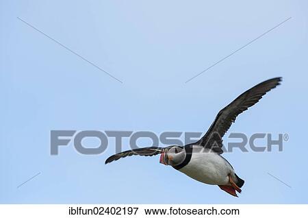 "Puffin (Fratercula arctica), Shetland, Scotland, United Kingdom, Europe" View Large Photo Image Stock Photo - "Puffin (Fratercula arctica), Shetland, Scotland, United Kingdom, Europe". Fotosearch