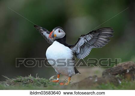 Stock Image - "Puffin (Fratercula arctica), Latrabjarg, Westfjords, Iceland, Europe". Fotosearch