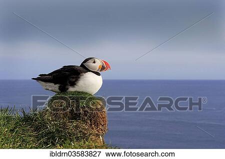 "Puffin (Fratercula arctica), Latrabjarg, Westfjords, Iceland, Europe" View Large Photo Image Stock Photo - "Puffin (Fratercula arctica), Latrabjarg, Westfjords, Iceland, Europe". Fotosearch