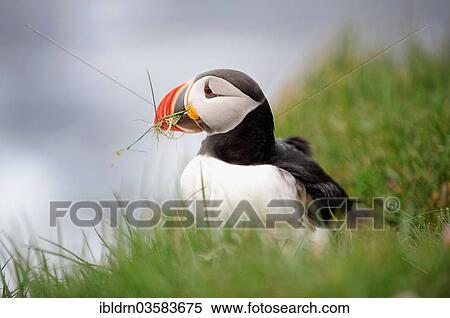 Stock Photography - "Puffin (Fratercula arctica), Latrabjarg, Westfjords, Iceland, Europe". Fotosearch