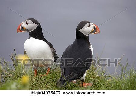 "Puffins (Fratercula arctica), Iceland, Europe" View Large Photo Image Stock Photo - "Puffins (Fratercula arctica), Iceland, Europe". Fotosearch