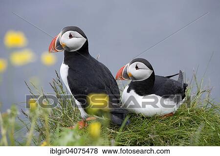 Stock Photo - "Puffins (Fratercula arctica), Iceland, Europe". Fotosearch