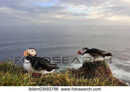 Stock Photograph - "Puffins (Fratercula arctica), Latrabjarg, Westfjords, Iceland, Europe". Fotosearch