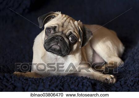 "Pug, puppy, lying down" View Large Photo Image Stock Image - "Pug, puppy, lying down". Fotosearch