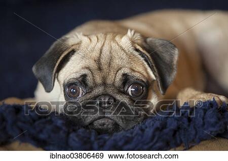 "Pug, puppy, lying down" View Large Photo Image Stock Photo - "Pug, puppy, lying down". Fotosearch