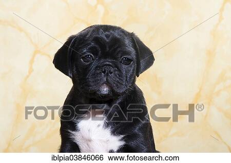 "Pug, puppy, portrait" View Large Photo Image Stock Photograph - "Pug, puppy, portrait". Fotosearch