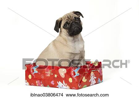 "Pug, puppy, sitting in a christmas present" View Large Photo Image Picture - "Pug, puppy, sitting in a christmas present". Fotosearch