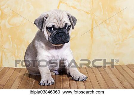 Stock Image - "Pug, puppy, sitting". Fotosearch