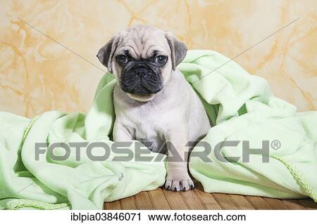 "Pug, puppy, sitting with a blanket" View Large Photo Image Stock Image - "Pug, puppy, sitting with a blanket". Fotosearch