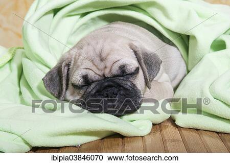 "Pug, puppy, sleeping with a blanket" View Large Photo Image Stock Image - "Pug, puppy, sleeping with a blanket". Fotosearch