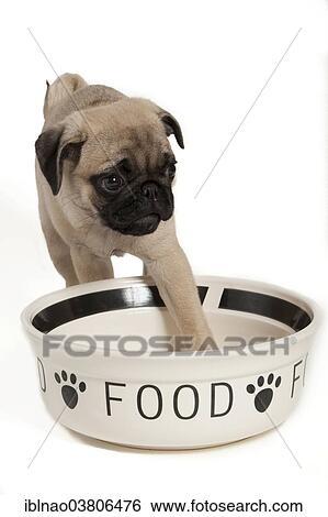pug dog bowl