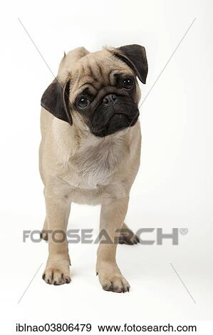 "Pug, puppy, standing" View Large Photo Image Stock Photo - "Pug, puppy, standing". Fotosearch