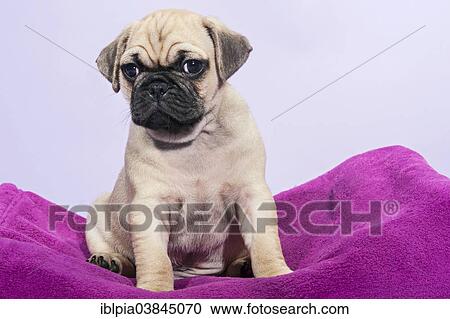 "Pug, puppy" View Large Photo Image Stock Image - "Pug, puppy". Fotosearch