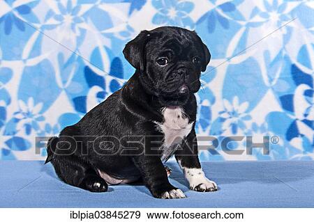 "Pug, puppy" View Large Photo Image Stock Photo - "Pug, puppy". Fotosearch