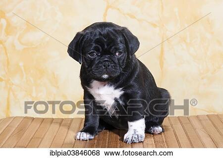 Stock Photo - "Pug, puppy". Fotosearch