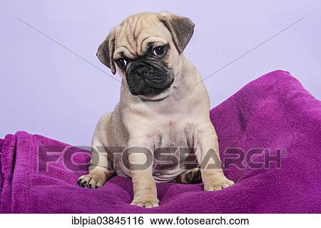 "Pug, puppy" View Large Photo Image Stock Photograph - "Pug, puppy". Fotosearch