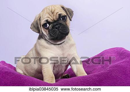 "Pug, puppy" View Large Photo Image Stock Photography - "Pug, puppy". Fotosearch