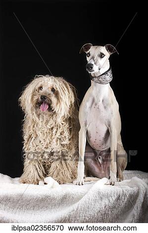 Puli and Whippet dogs View Large Photo Image Stock Image - Puli and Whippet dogs. Fotosearch