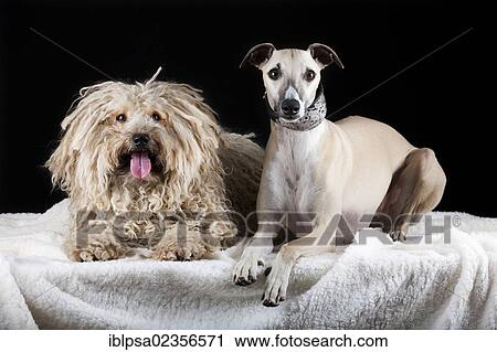 Stock Image - Puli and Whippet dogs. Fotosearch