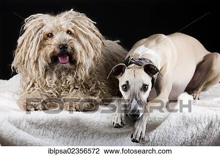 Puli and Whippet dogs View Large Photo Image Stock Image - Puli and Whippet dogs. Fotosearch