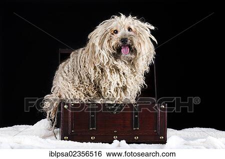 Stock Photograph - Puli dog sitting in an antique chest. Fotosearch