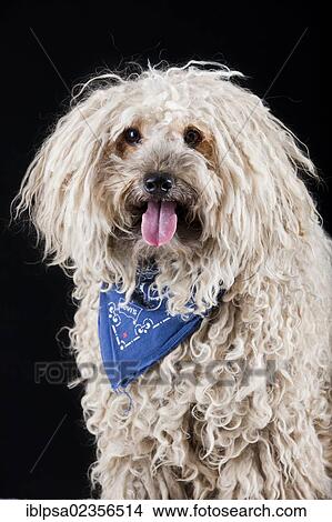 Puli dog wearing a blue scarf View Large Photo Image Picture - Puli dog wearing a blue scarf. Fotosearch