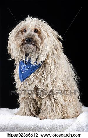 Puli dog wearing a blue scarf View Large Photo Image Stock Image - Puli dog wearing a blue scarf. Fotosearch