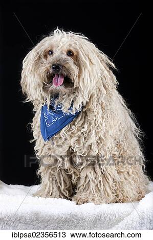 Stock Image - Puli dog wearing a blue scarf. Fotosearch