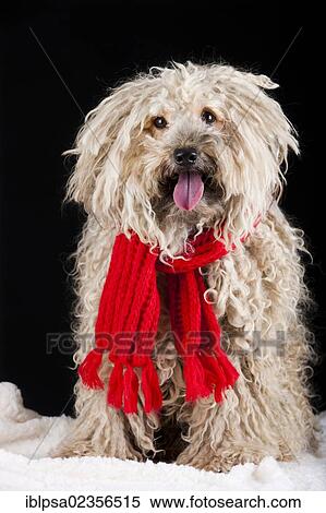 Puli dog wearing a red scarf View Large Photo Image Stock Photography - Puli dog wearing a red scarf. Fotosearch