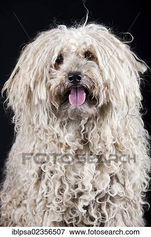 Stock Photo - Puli. Fotosearch