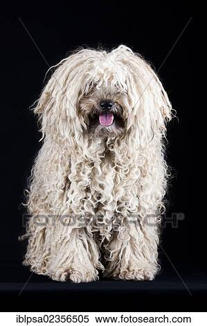 Puli View Large Photo Image Stock Photography - Puli. Fotosearch