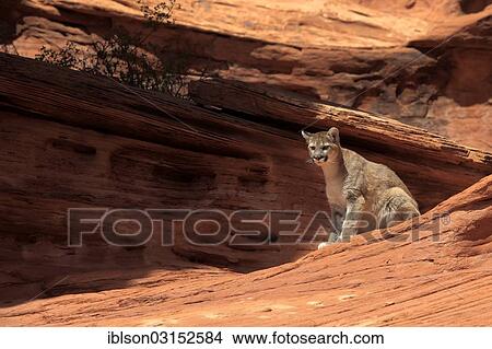 "Puma, Cougar or Mountain Lion (Puma concolor) sitting on a rock, adult, captive, Monument Valley, Utah, United States, North America" View Large Photo Image Picture - "Puma, Cougar or Mountain Lion (Puma concolor) sitting on a rock, adult, captive, Monument Valley, Utah, United States, North America". Fotosearch