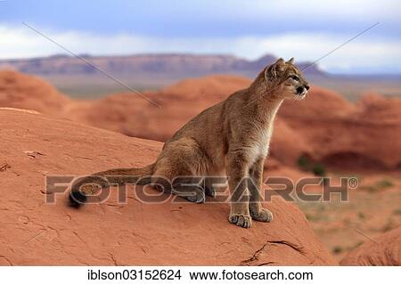 "Puma, Cougar or Mountain Lion (Puma concolor) sitting on a rock, adult, captive, Monument Valley, Utah, United States, North America" View Large Photo Image Picture - "Puma, Cougar or Mountain Lion (Puma concolor) sitting on a rock, adult, captive, Monument Valley, Utah, United States, North America". Fotosearch