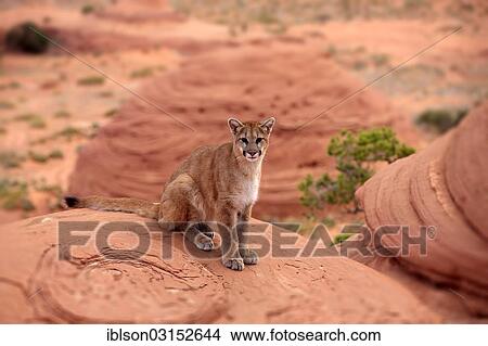 "Puma, Cougar or Mountain Lion (Puma concolor) sitting on a rock, adult, captive, Monument Valley, Utah, United States, North America" View Large Photo Image Picture - "Puma, Cougar or Mountain Lion (Puma concolor) sitting on a rock, adult, captive, Monument Valley, Utah, United States, North America". Fotosearch