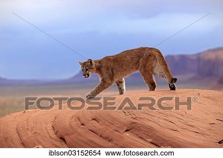 "Puma, Cougar or Mountain Lion (Puma concolor) standing on a rock, adult, captive, Monument Valley, Utah, United States, North America" View Large Photo Image Picture - "Puma, Cougar or Mountain Lion (Puma concolor) standing on a rock, adult, captive, Monument Valley, Utah, United States, North America". Fotosearch